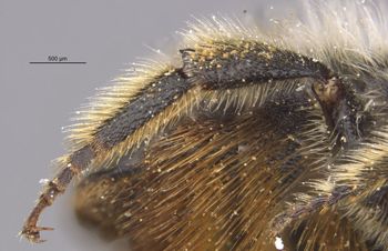 Media type: image;   Entomology 526 Aspect: Leg hind